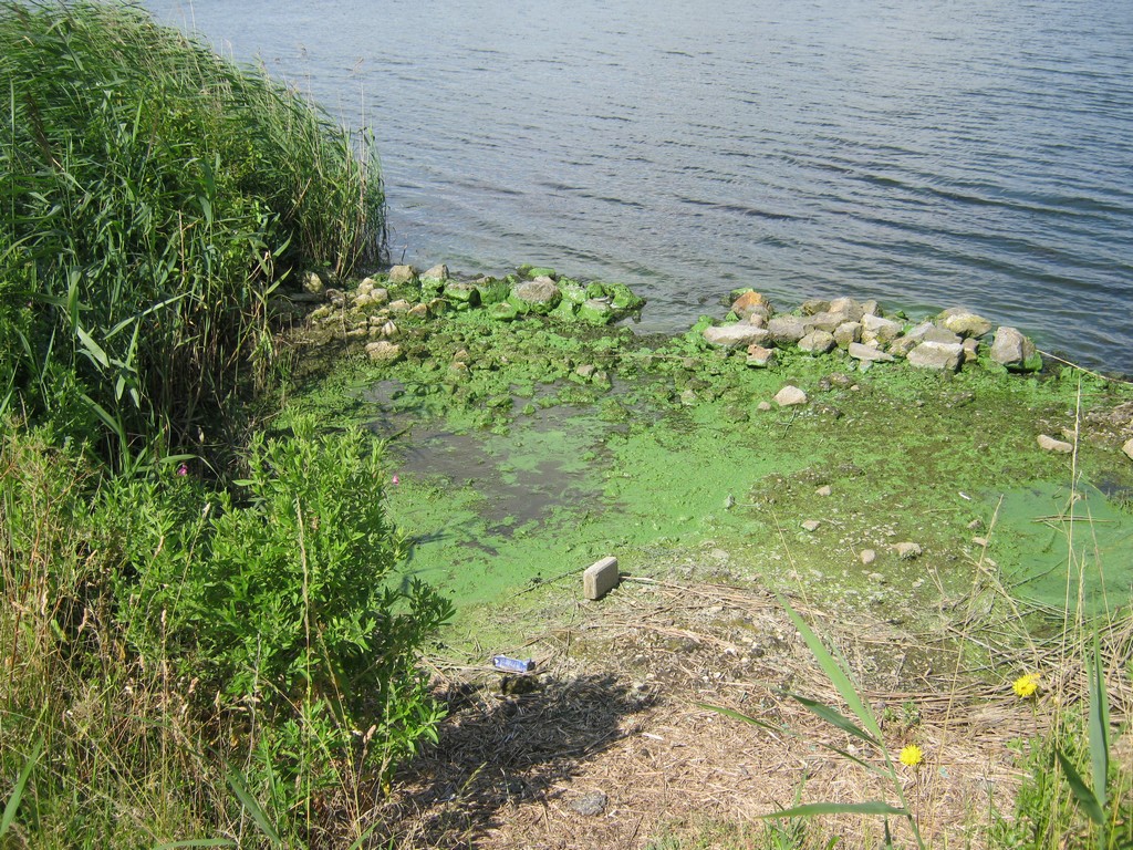 blauwalg-0