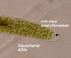 vaucheria-chloroplasten