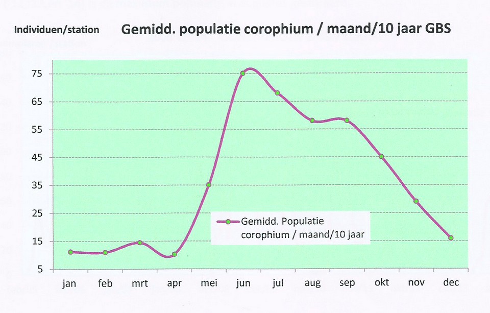 slikgarnaal-populatie-per-maand--hug-van-beek