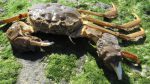 ‘Een krab is nooit zomaar een krab’