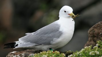 Nieuw rapport over plastic in noordse stormvogels uit het jaar 2022 gepubliceerd
