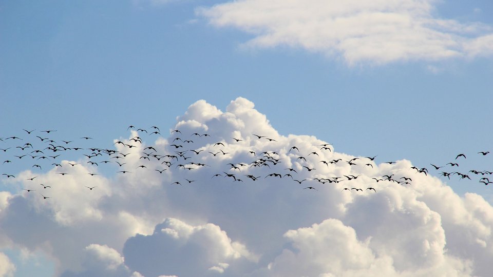 Hoe vinden trekvogels de weg? ‘Jonge vogels maken de ene na de andere vergissing’