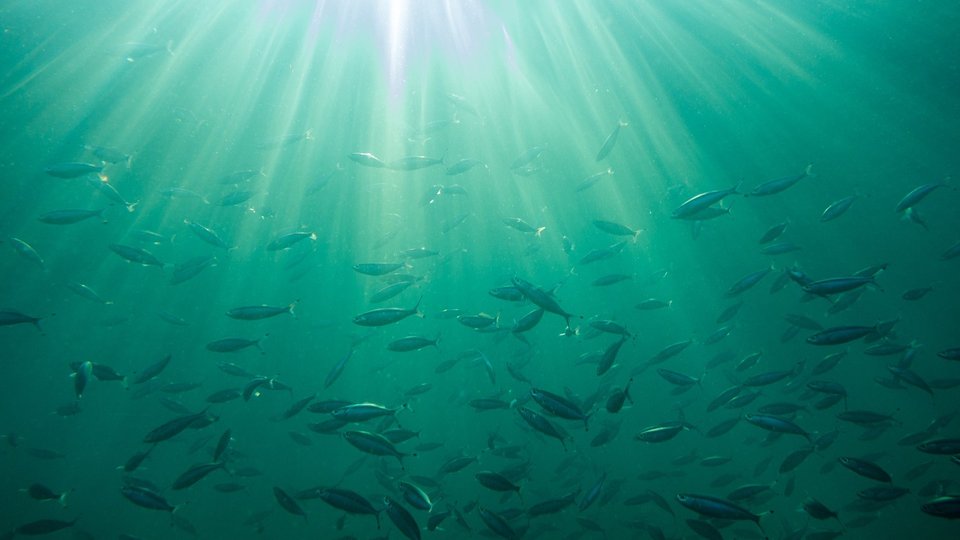 Klimaatverandering maakt de onderwaterwereld lawaaiiger