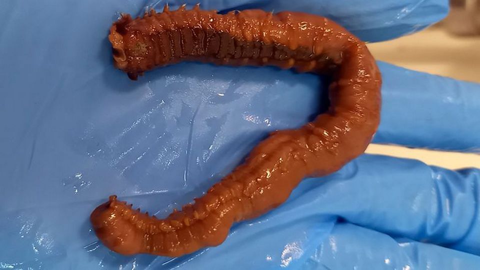 Bretonse reuzenwormen ook in de Noordzee